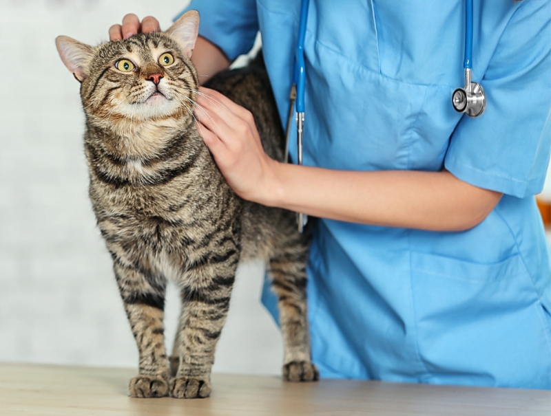 Veterinary Jobs in Amsterdam